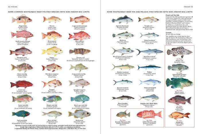 100 Magic Miles of the Great Barrier Reef : The Whitsunday Islands