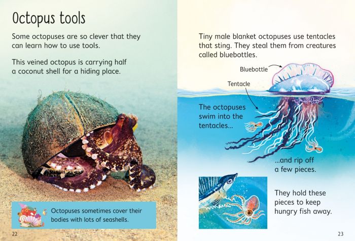 Beginners Octopuses