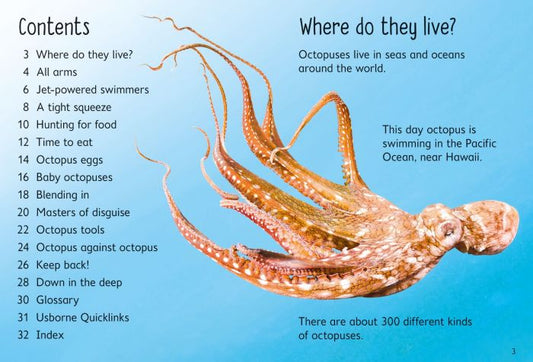 Beginners Octopuses