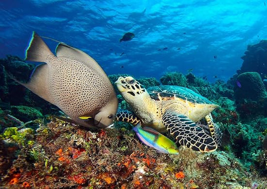 Florida's Amazing Underwater Sea Life