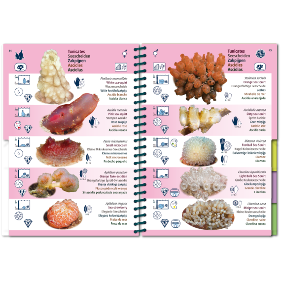 Marine PICTOLIFE - Eastern Atlantic - Boat-Stuff