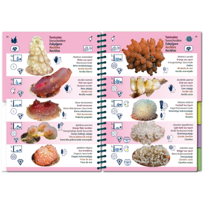 Marine PICTOLIFE - Eastern Atlantic - Boat-Stuff