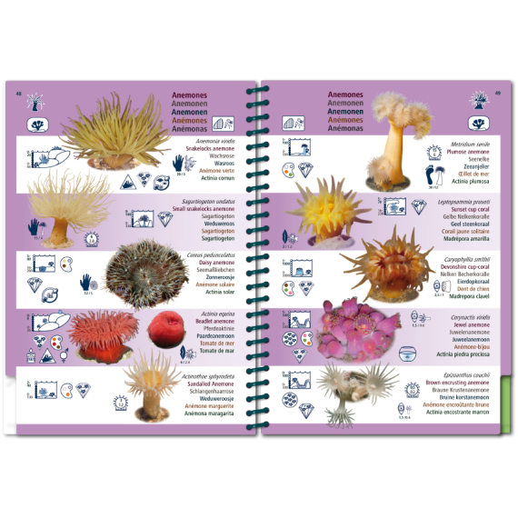 Marine PICTOLIFE - Eastern Atlantic - Boat-Stuff