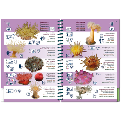 Marine PICTOLIFE - Eastern Atlantic - Boat-Stuff