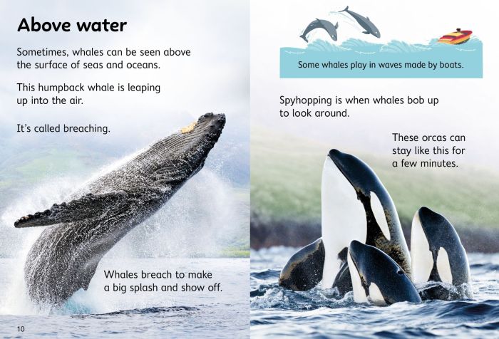 Beginners Whales