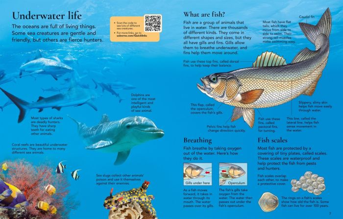 First Encyclopedia of Seas and Oceans