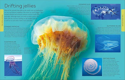 Ocean A Children's Encyclopedia: New Edition (DK Children's Visual Encyclopedia)
