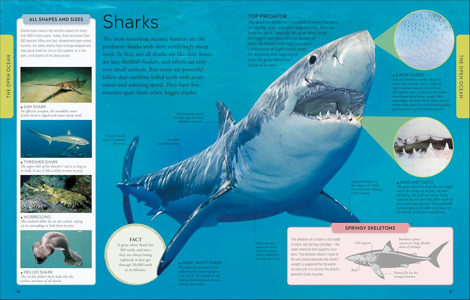 Ocean A Children's Encyclopedia: New Edition (DK Children's Visual Encyclopedia)