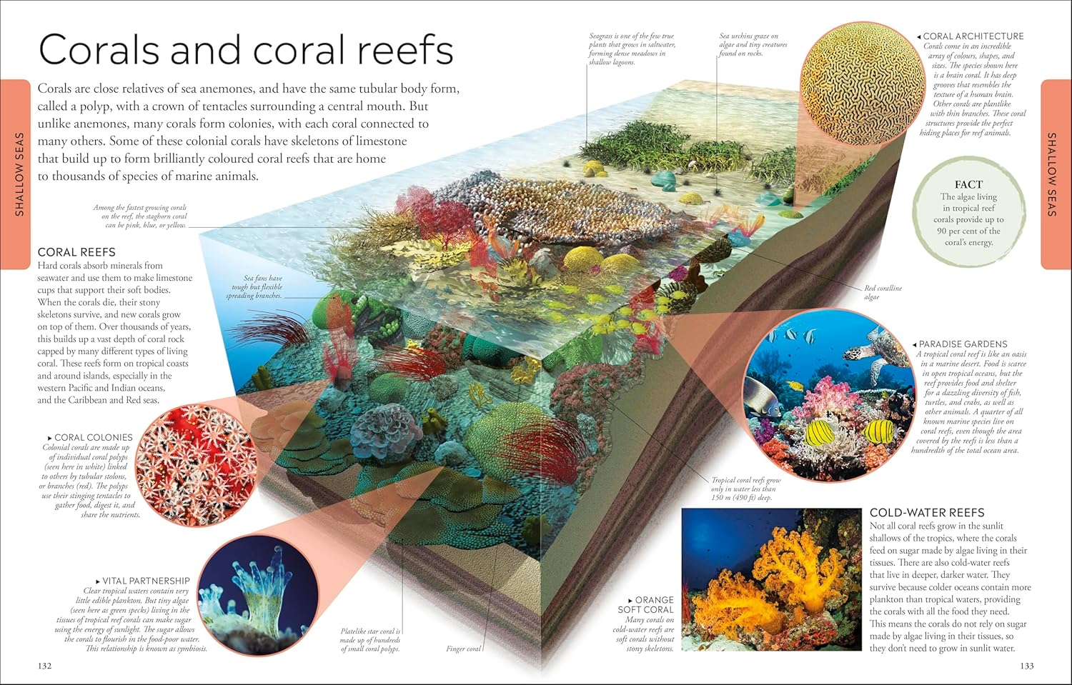 Ocean A Children's Encyclopedia: New Edition (DK Children's Visual Encyclopedia)