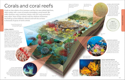Ocean A Children's Encyclopedia: New Edition (DK Children's Visual Encyclopedia)