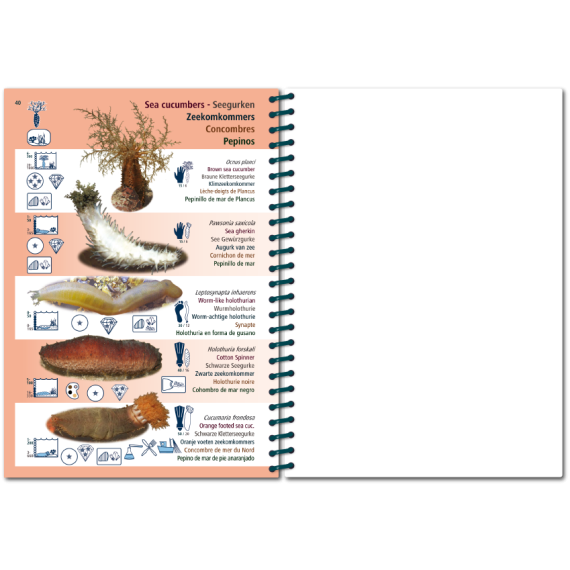 Marine PICTOLIFE - Eastern Atlantic - Boat-Stuff