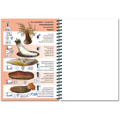 Marine PICTOLIFE - Eastern Atlantic - Boat-Stuff
