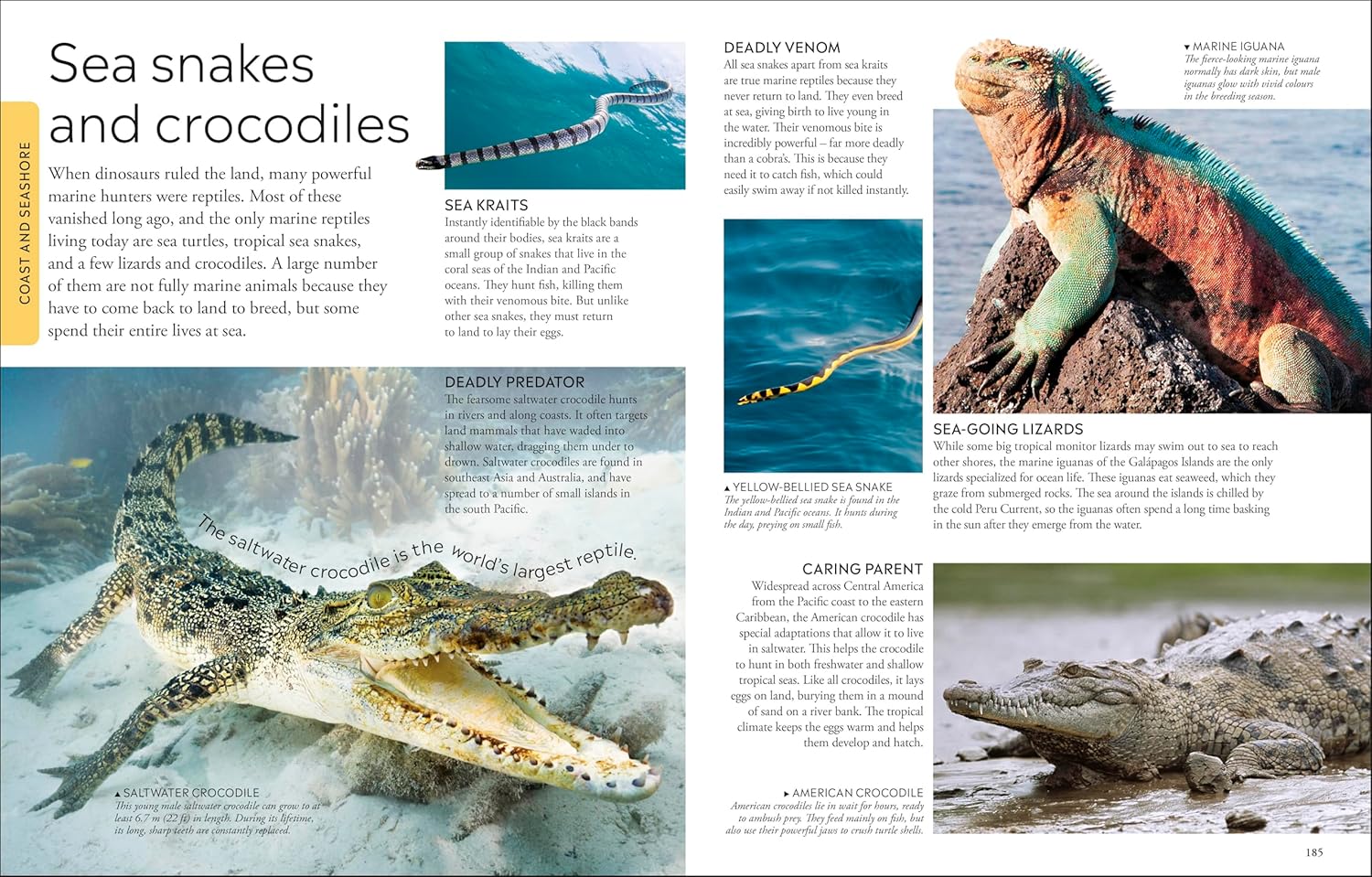 Ocean A Children's Encyclopedia: New Edition (DK Children's Visual Encyclopedia)