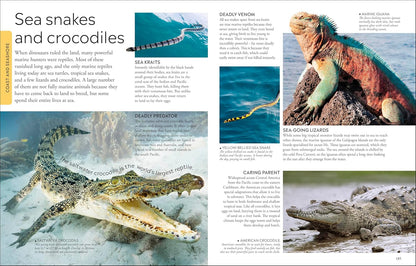 Ocean A Children's Encyclopedia: New Edition (DK Children's Visual Encyclopedia)