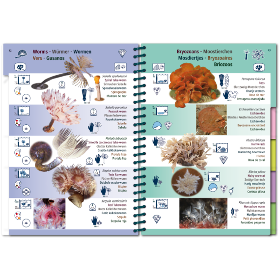 Marine PICTOLIFE - Eastern Atlantic - Boat-Stuff