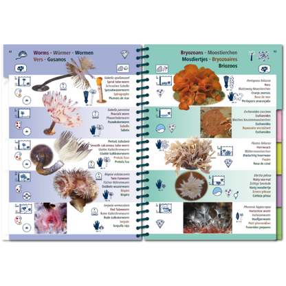 Marine PICTOLIFE - Eastern Atlantic - Boat-Stuff